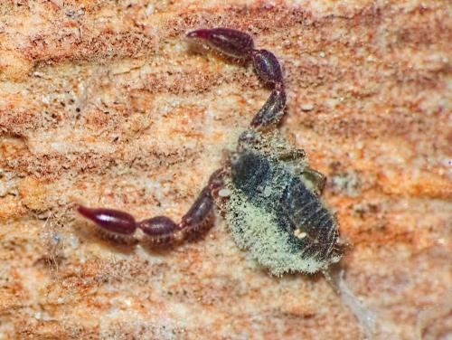 Réf. 354 401 : Withius sp.